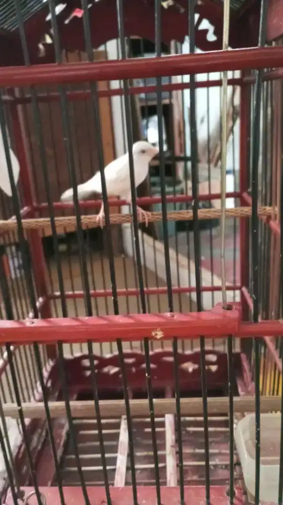 Jual burung kenari putih loper jantan