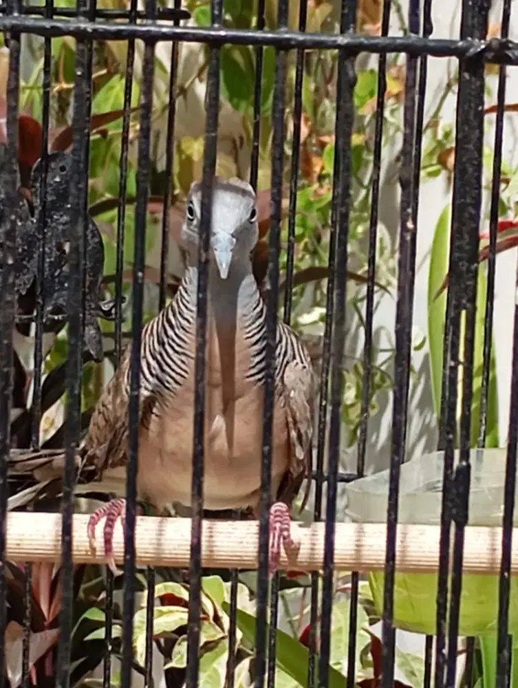 Murah perkutut Bangkok gacor dor suara gede klaw irama sejuk vidiodiWA