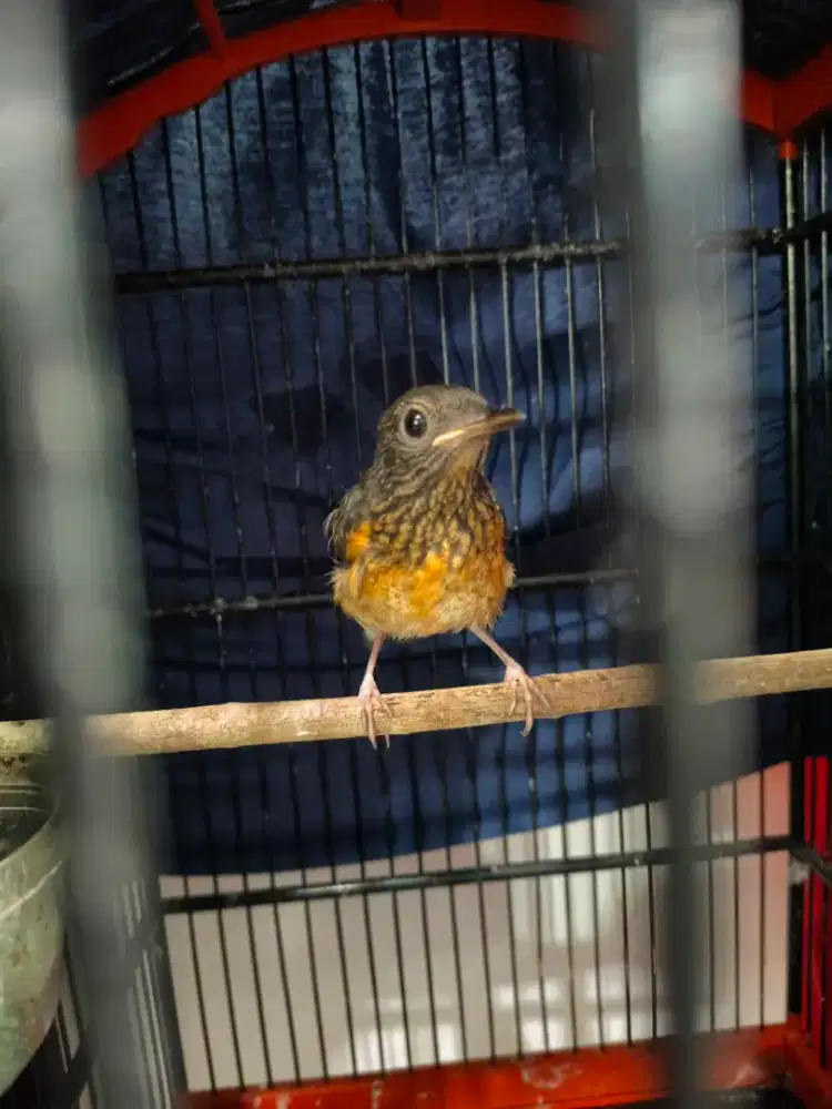 Murai Jantan Trotol Tuker murai lain