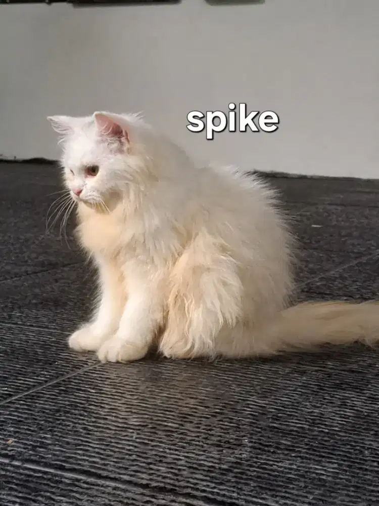 Open adopt 4 kucing mix persia dan maine coon