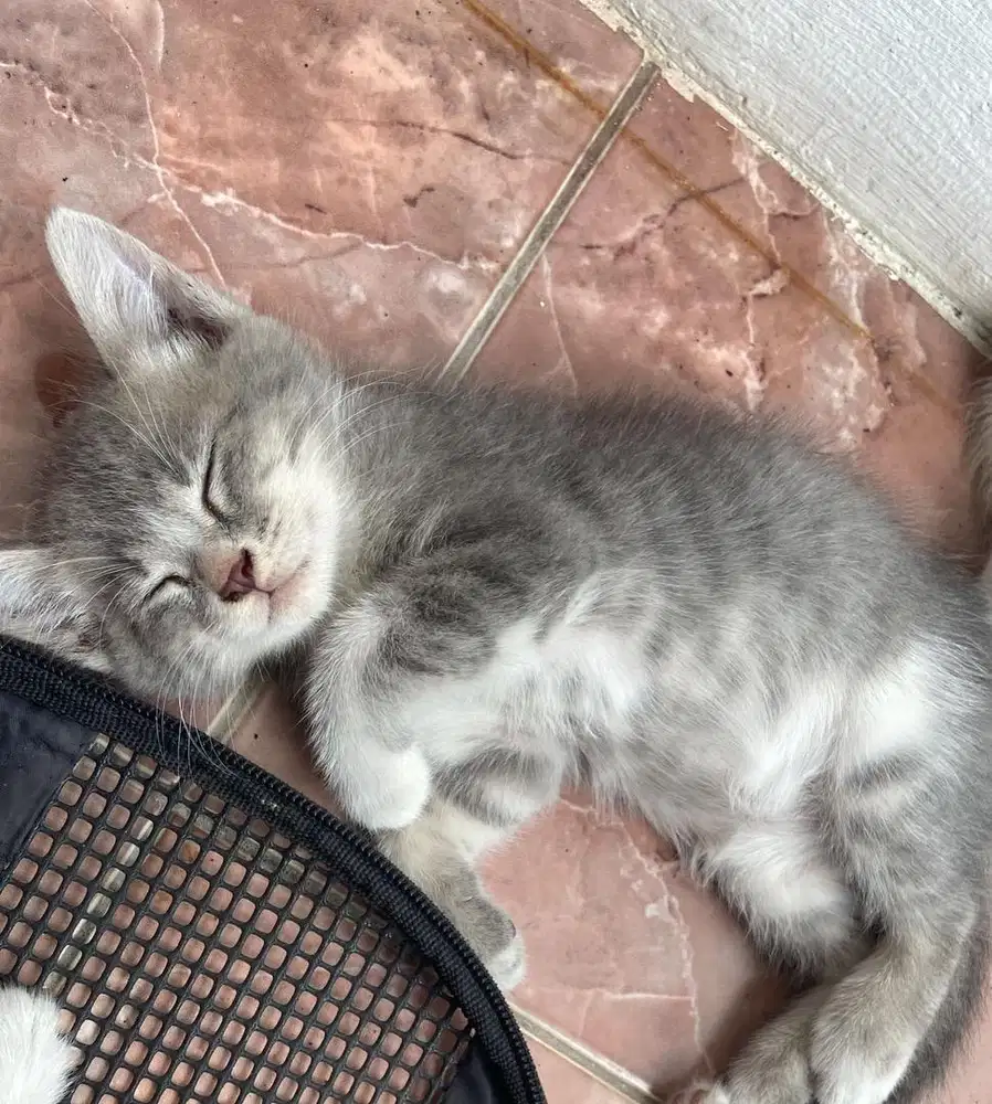 Kitten mixdome betina