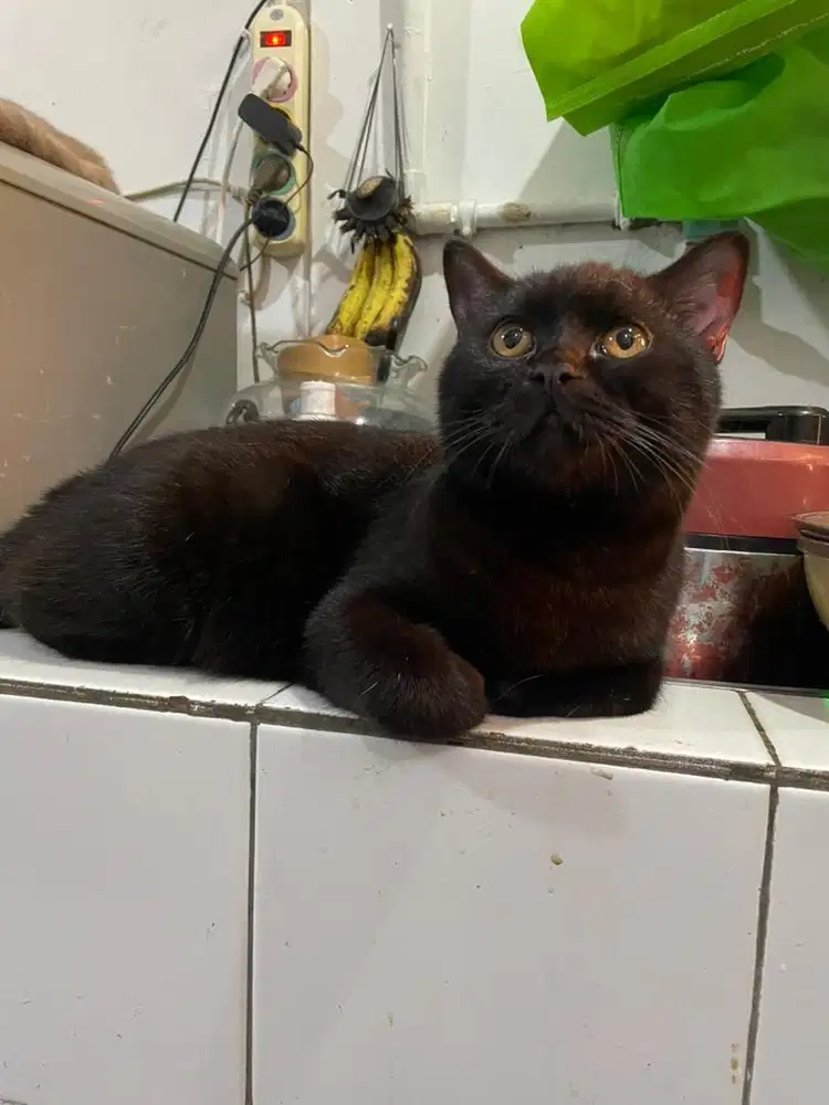 Kucing british shot hair