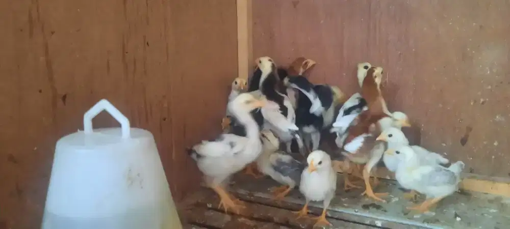 Anakan silangan ekor lidi