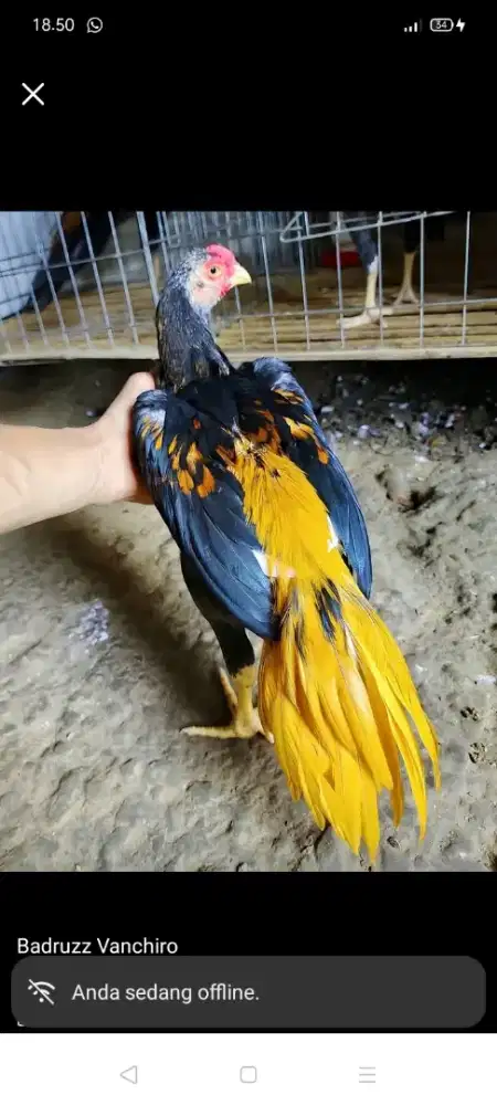 jasa tukang profesionall