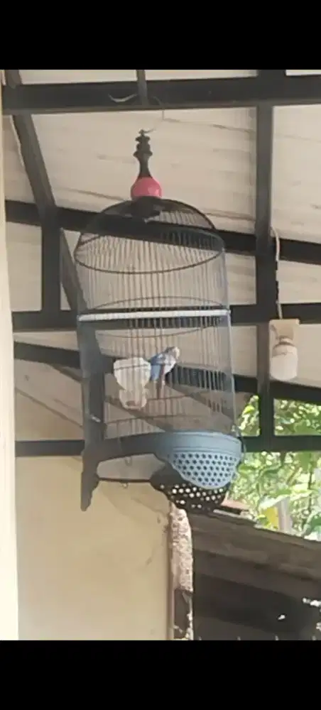 Di jual burung LB blue series + kandang