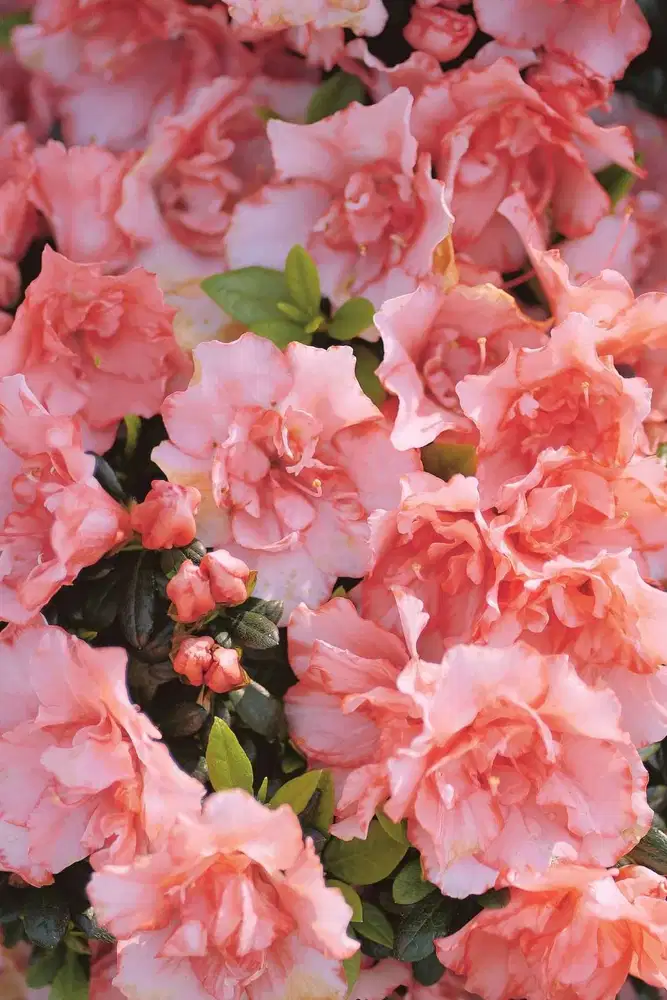 Operator Online Shop