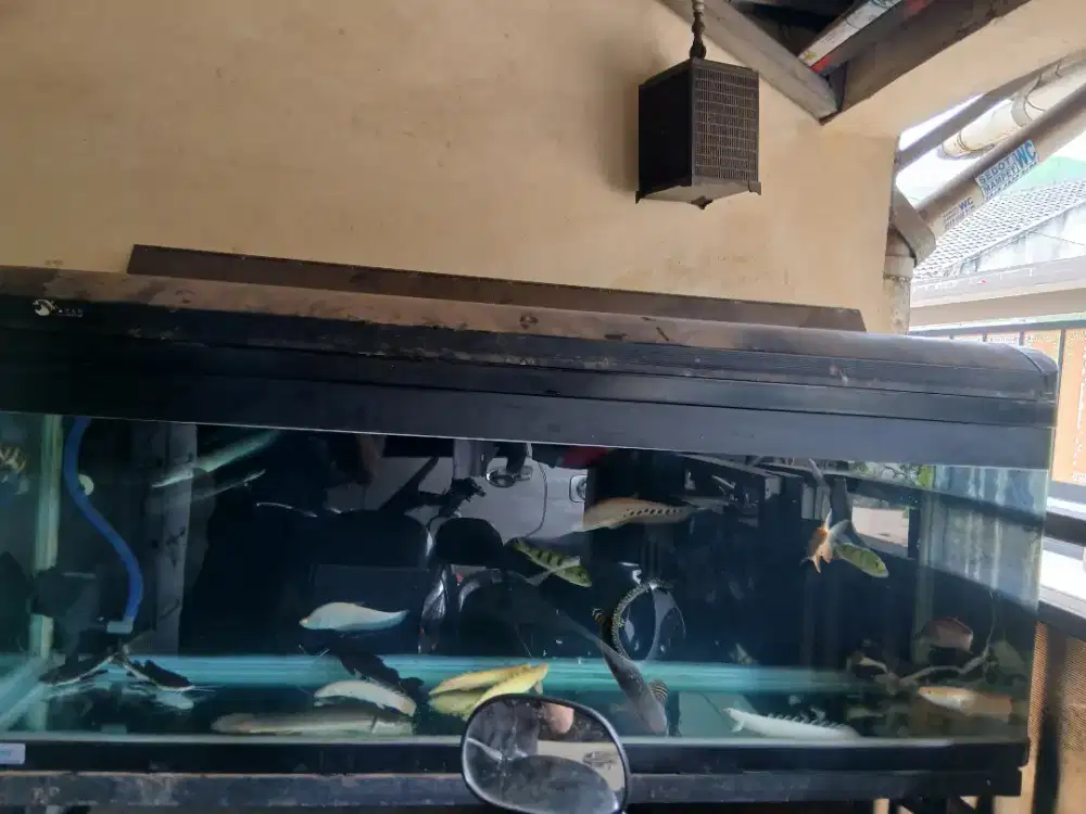 Aquarium / Akuarium Kaca Bending 150 x 45 x 65