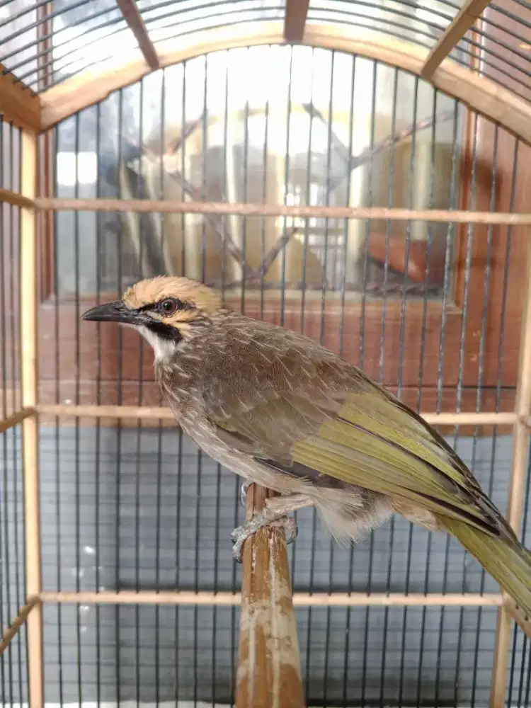 Burung cicak rowo kelamin jantan