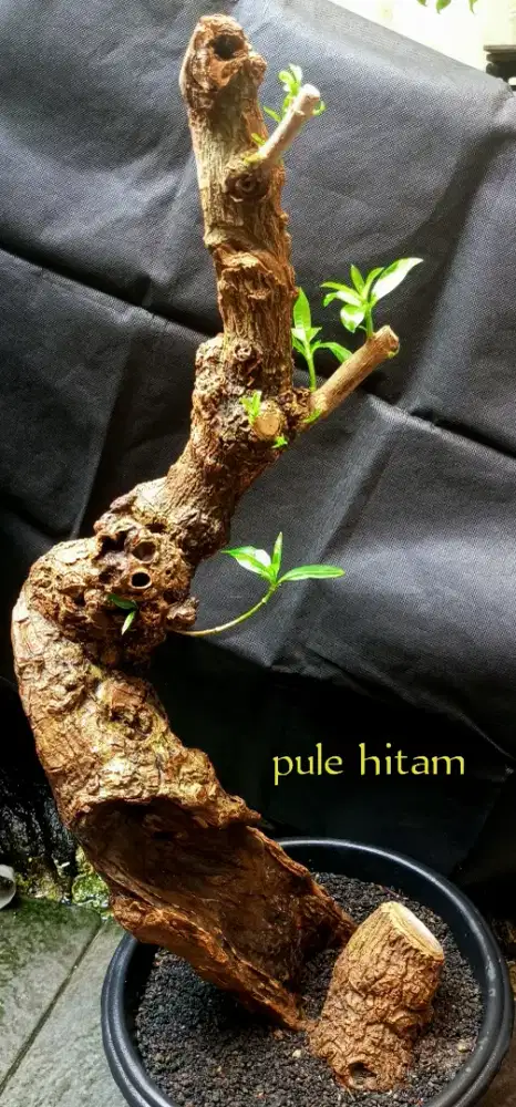 Bonsai pule hitam