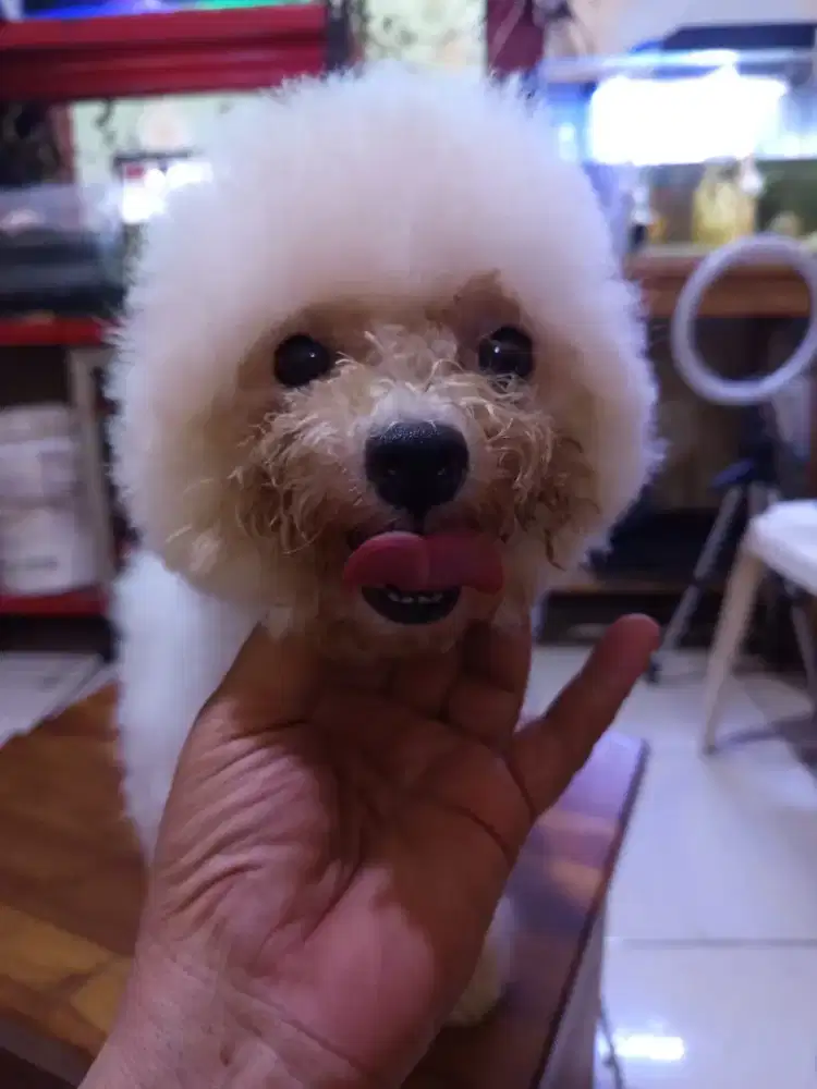 Murah betina Bichon cina korea calon indukan