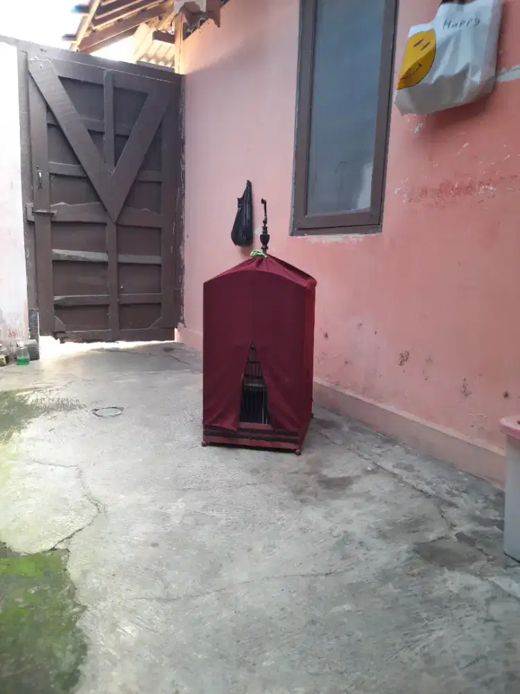 Trucukkan rajin bunyi