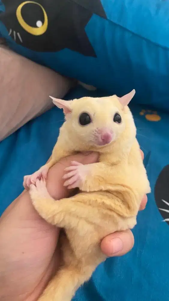 Sugar glider leucistic 4 ekor