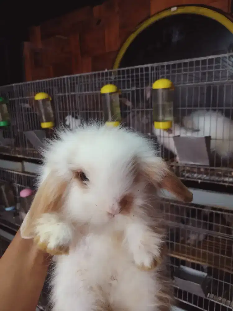Jual kelinci fuzzy loop Kuningan lucu dan berkualitas
