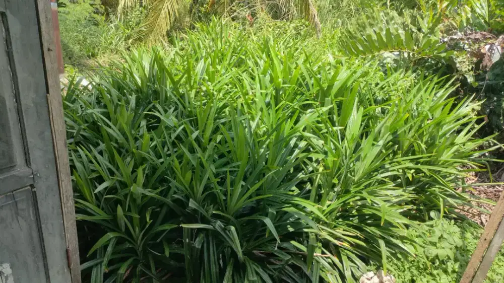 Loker pabrik minuman herbal untuk perempuan