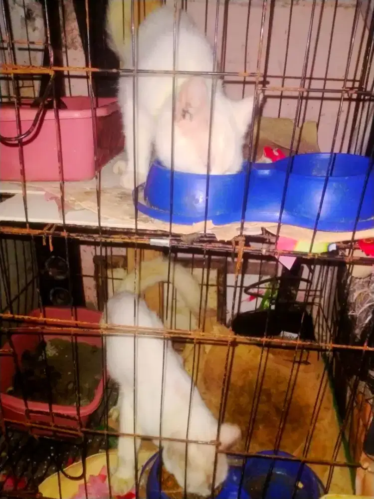 Di oper kucing Persia mix