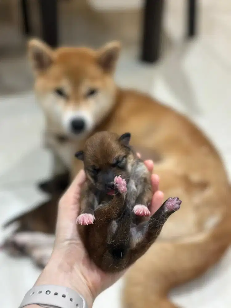 Baby Shiba Inu asli Jepang