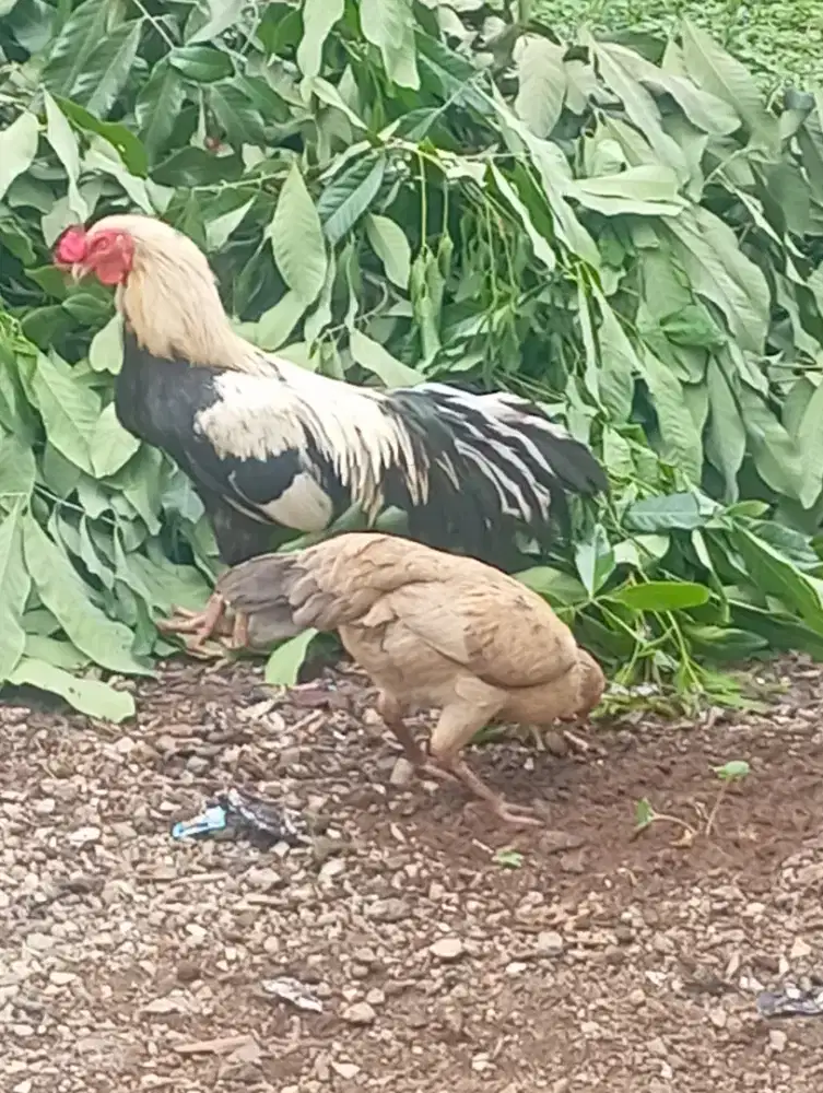 Mau di mahar aja ayam kampung sepasang
