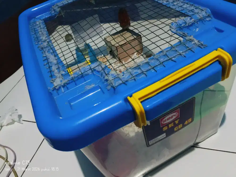 Hamster Winter white betina + kandang dan isinya