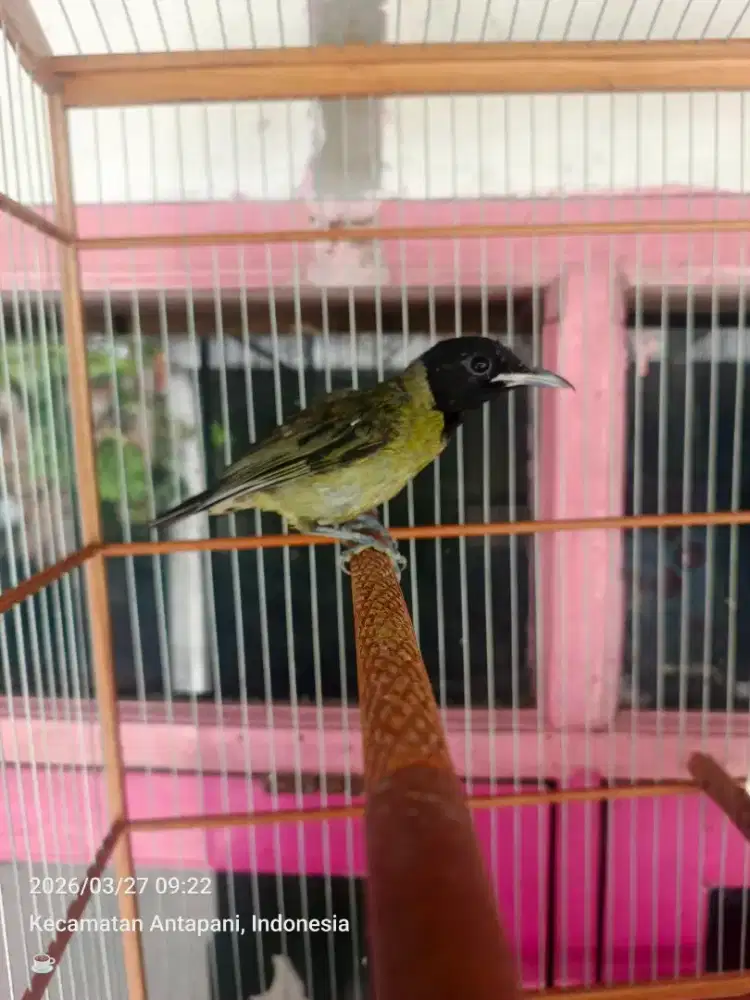 Jual burung samyong