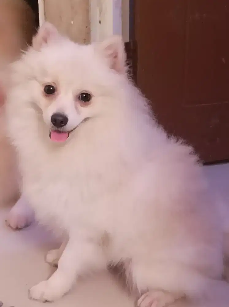 Minipom pomeranian white betina