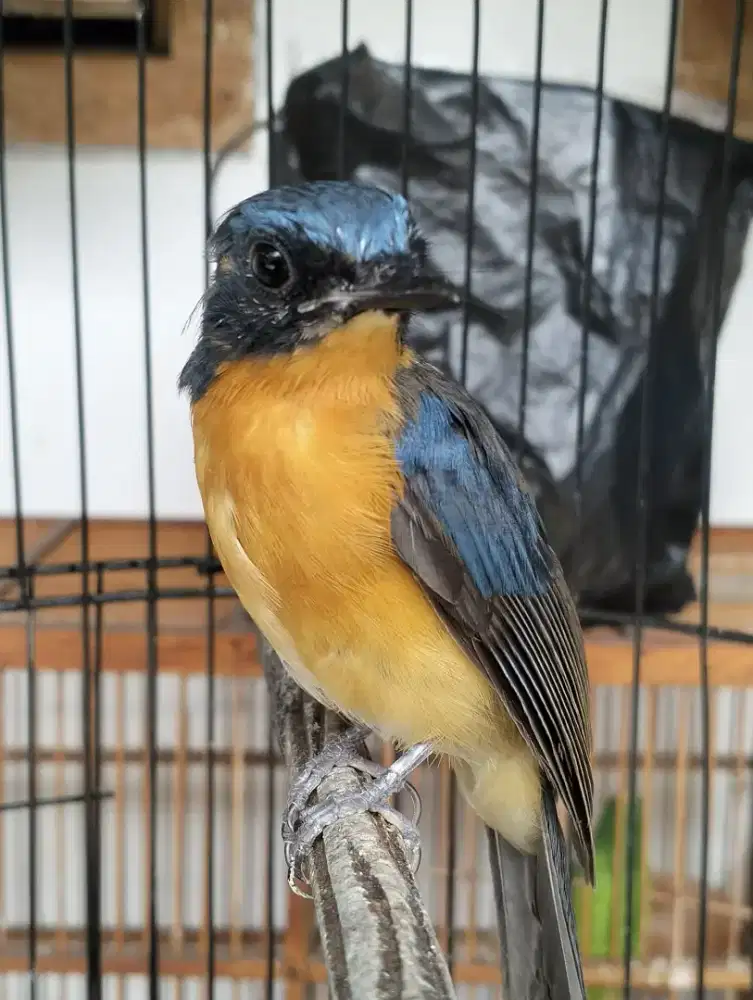 Tledekan Gunung Jabar pastol