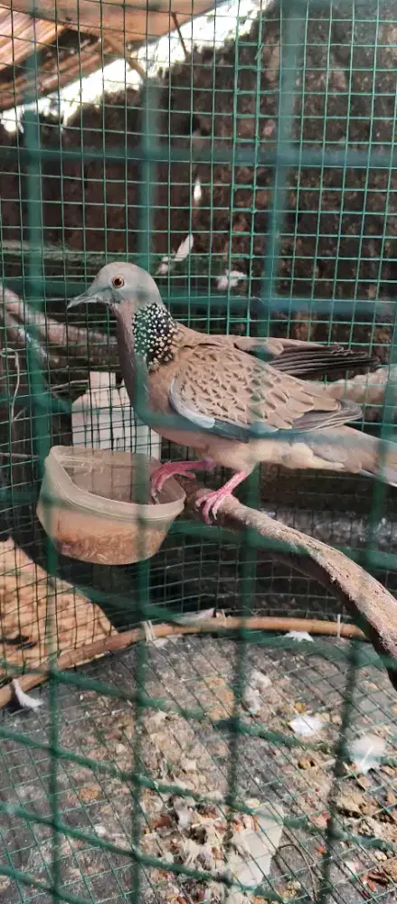 Tekukur singkir sengkolo lokal alam kuk 2 paten