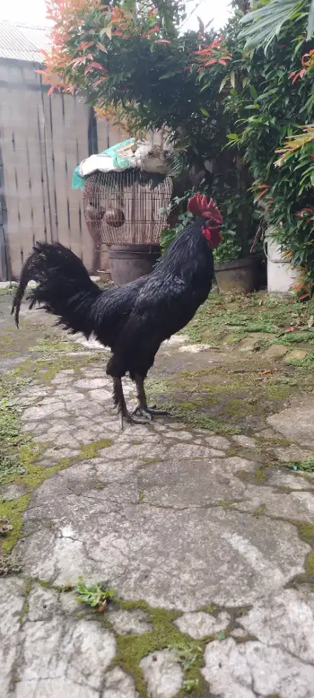 aym kedu, wrn hitam polos cocok buat hiasan trs rmh ?