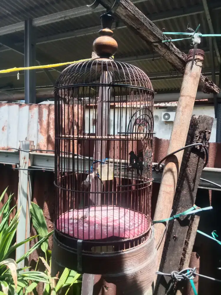 Kandang burcil lawas