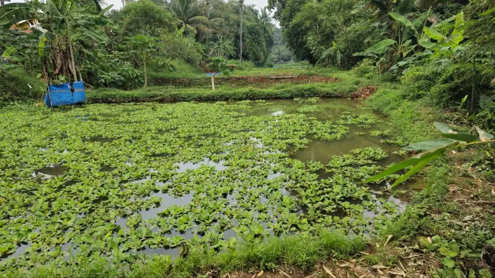 Dijual Empang Produktif -  Lokasi Strategis Sawangan, Depok376200