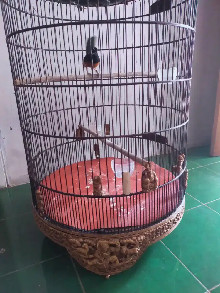 Jual Murai rawatan rajin