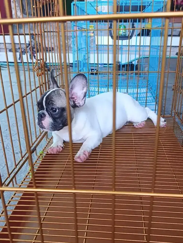 Anjing French Bulldog betina stambum