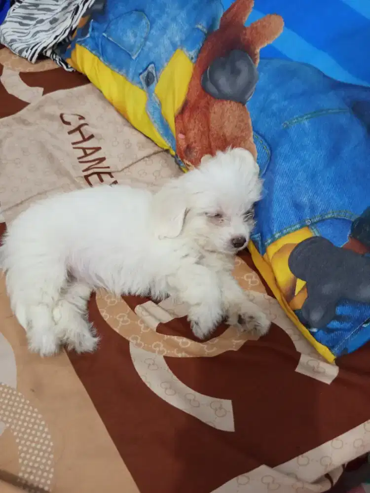 Di jual anjing Maltese Betina