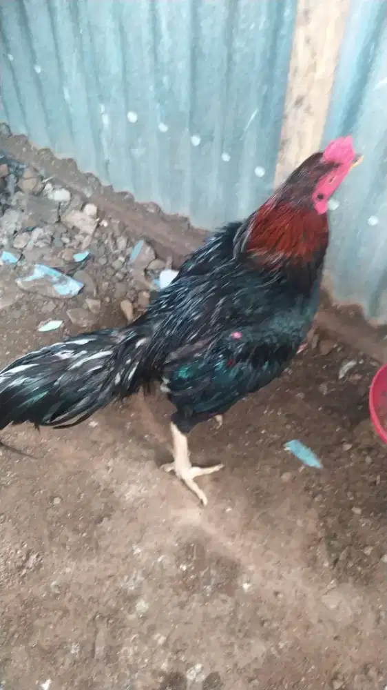 Ayam bangkok  pukul   jalu win 3x