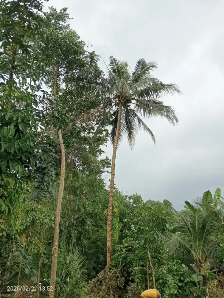 Dijual 4 pohon kelapa tua bonus pohon Pete, bambu petung dan apus
