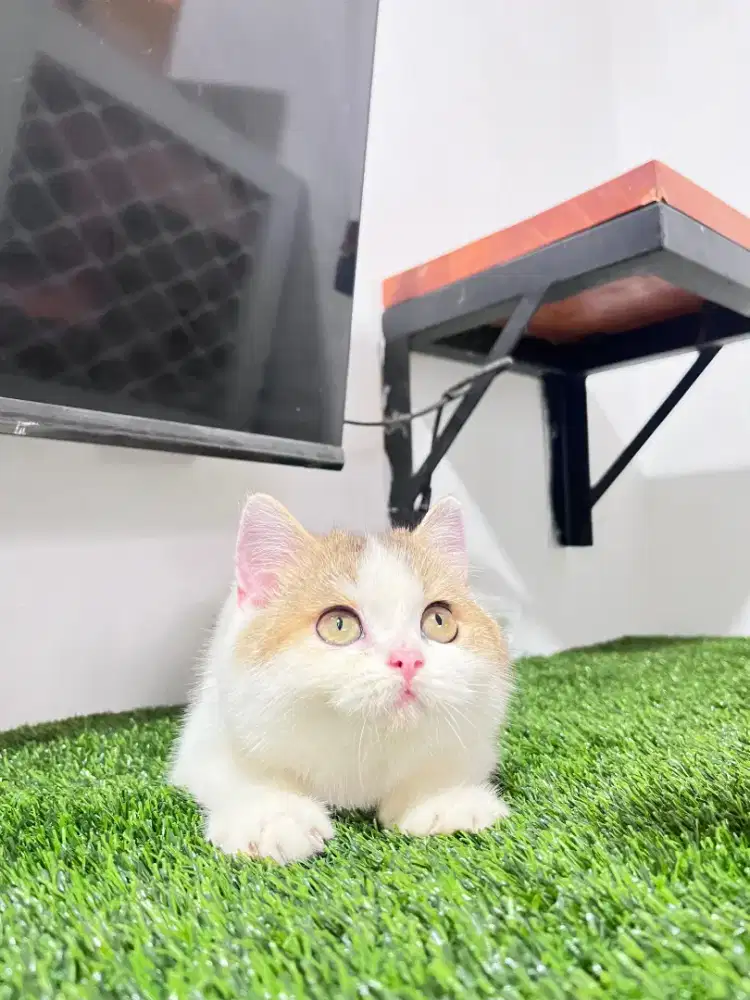 Mix BSH x Exo jantan 4.5bln