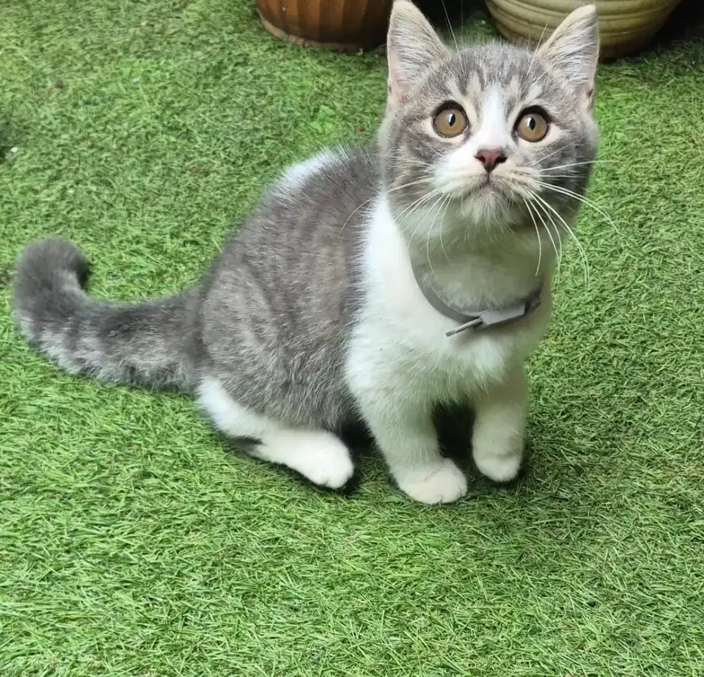 Kucing BSH (brithis shorthair) jantan usia 3 bulan