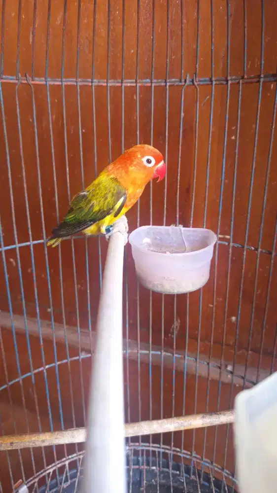 Biola Ewing gold janda