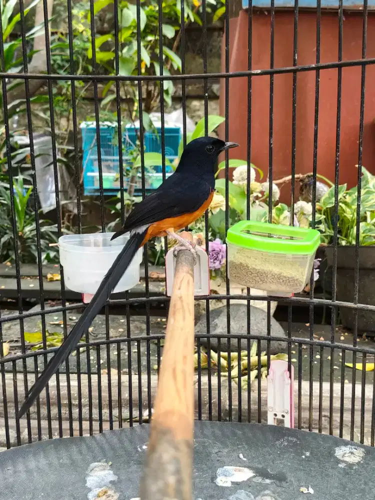 Murai Medan ekor panjang