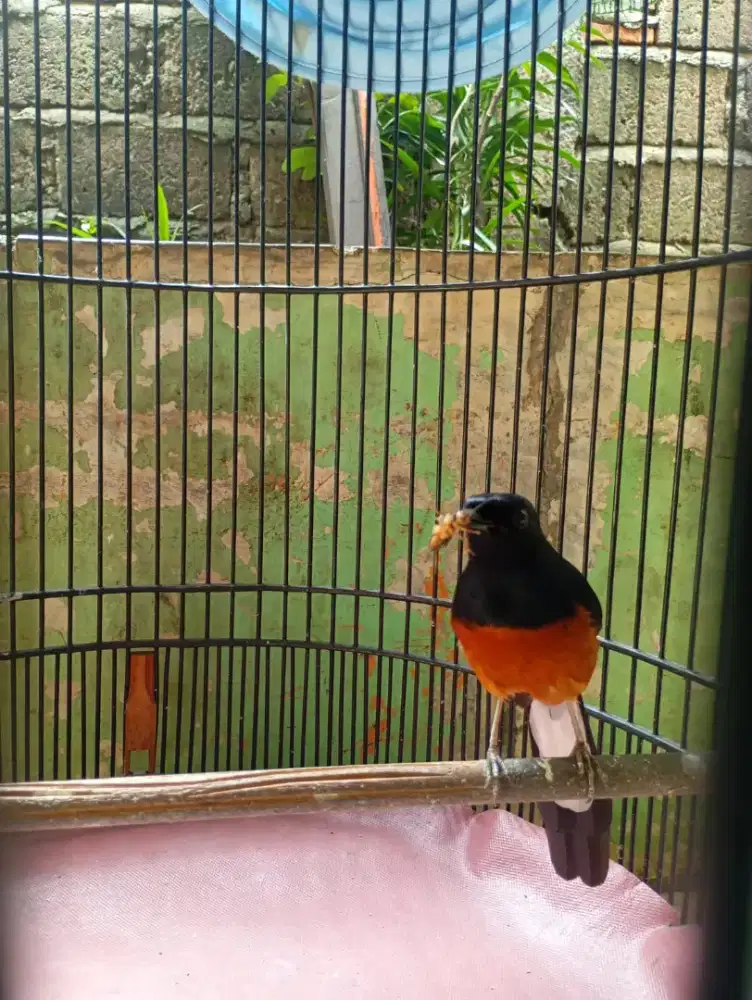 MH ori kaki hitam jalan lapangan