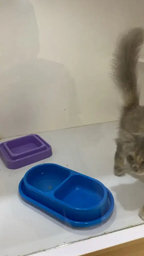 Kucing Persia/ anggora.full set kandang