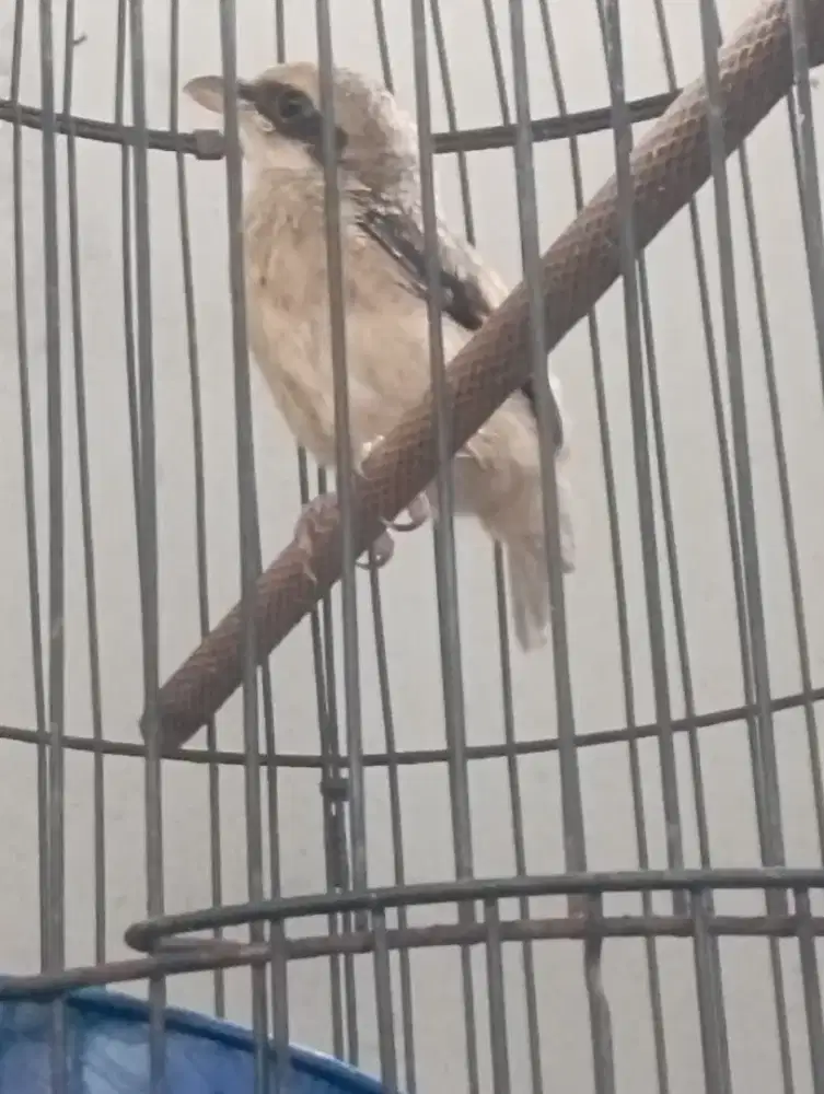 anakan cendet atau pentet trotolan hutan