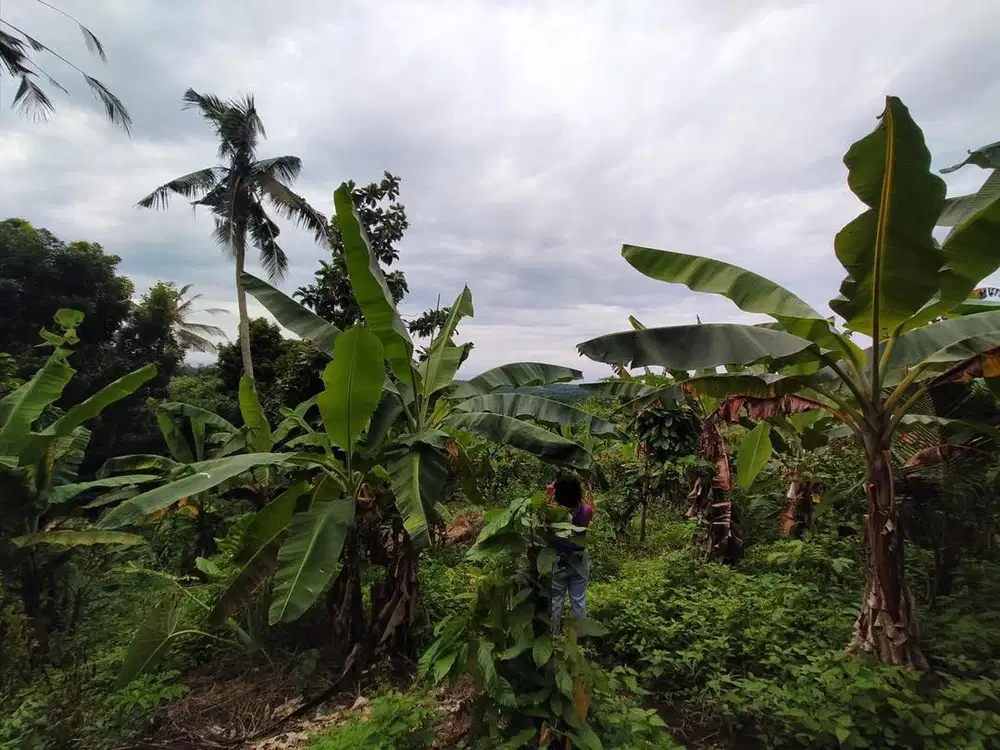 Jual tanah kebun dekat bunut bolong