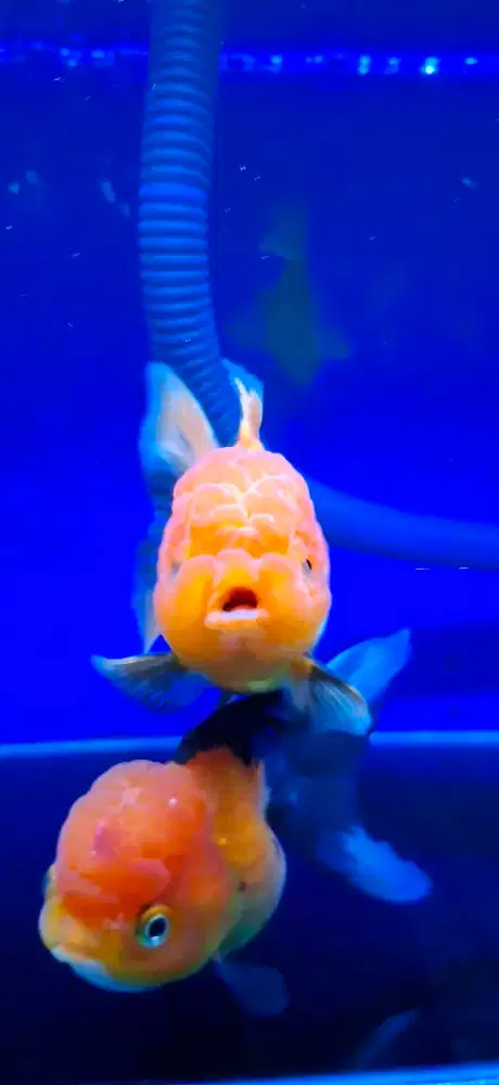 Mas Koki Goldfish Oranda Tri colour 8 cm