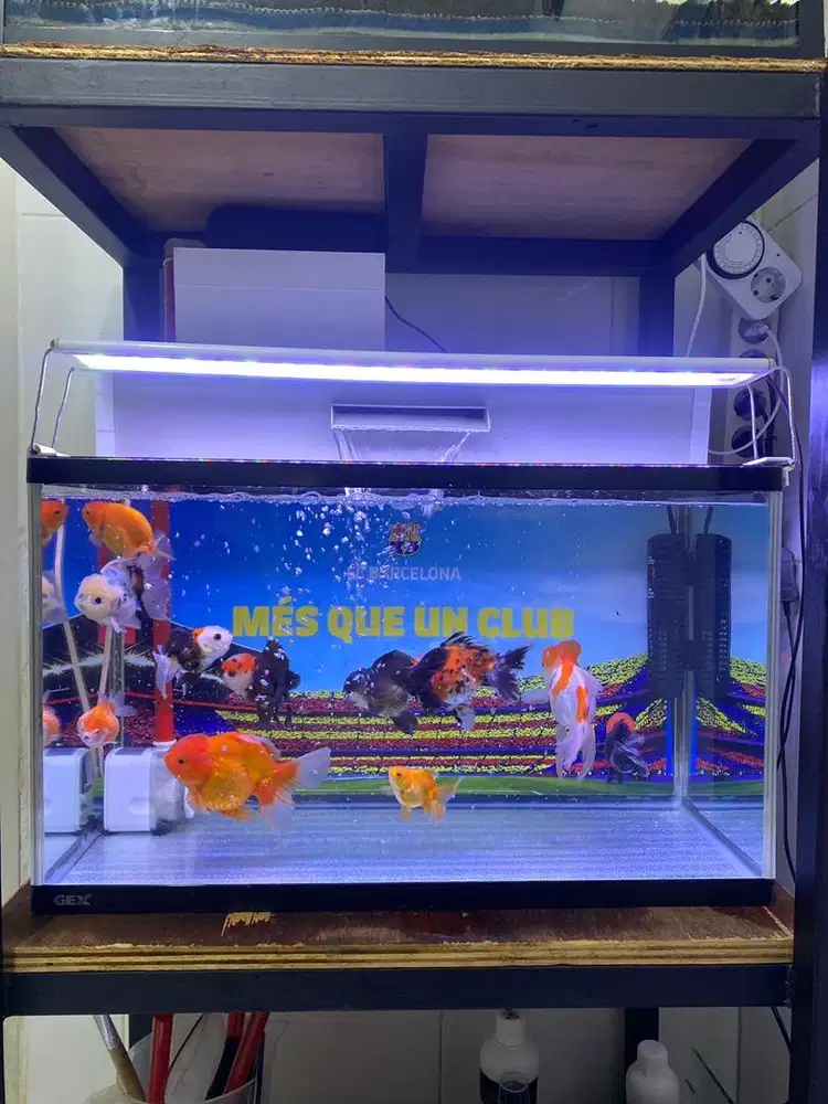 Jual aquarium full set bonus ikan koki 4 ekor