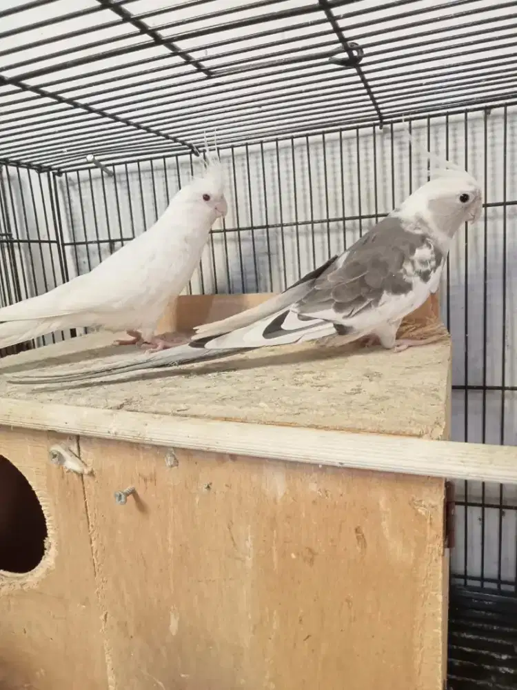 Sepasang falk parkit australia wf dan albino