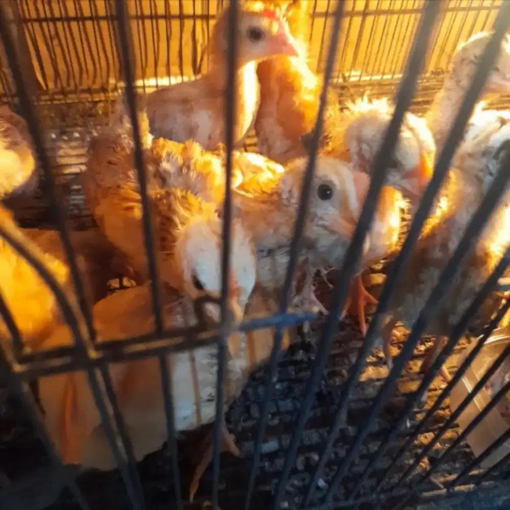 Ayam kampung petelur elba