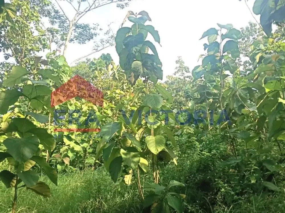 anah Kebun Jati Terletak di Ds Karangdagangan Jombang Posisi Tengah Belum ada Akses Jalan