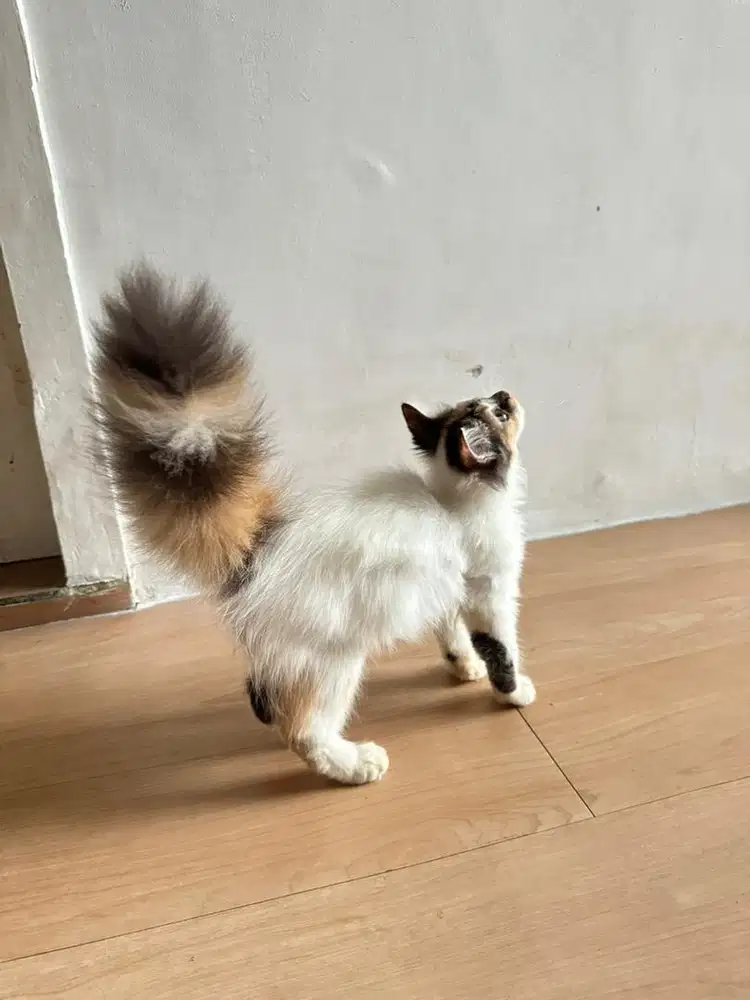 Kucing persia medium calico kitten