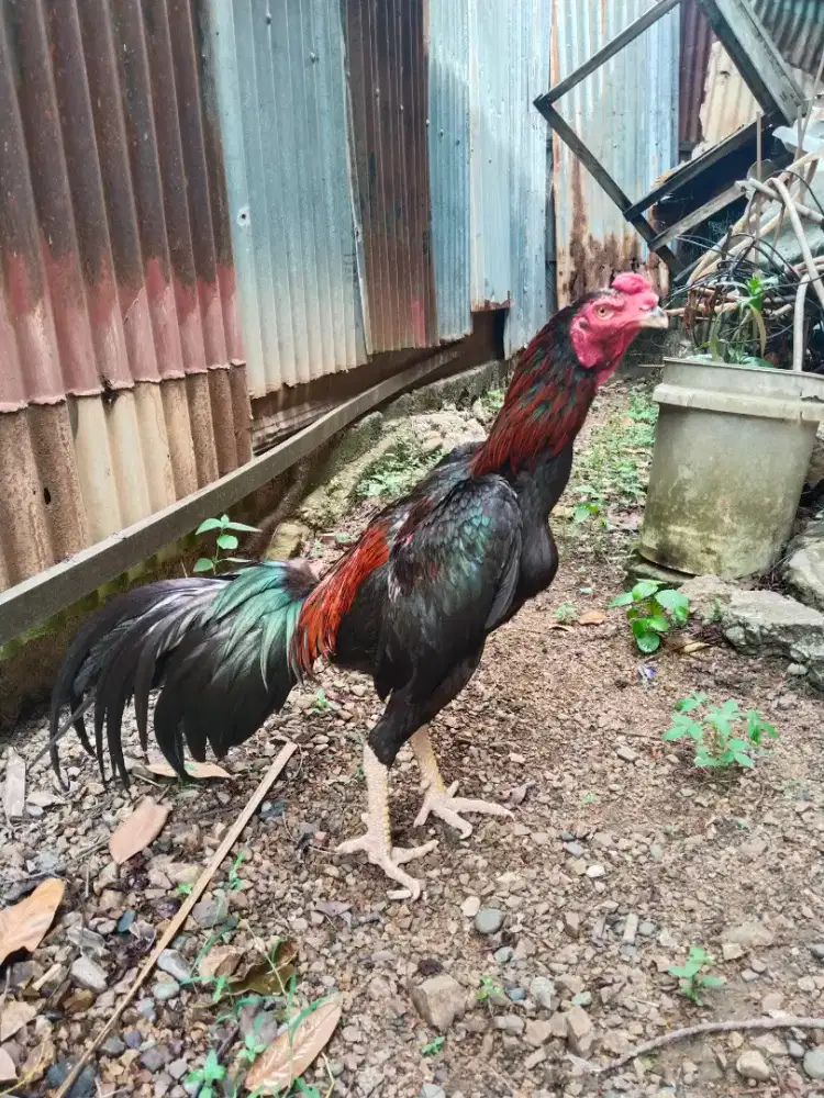 Ayam Pakoi Line Drumband