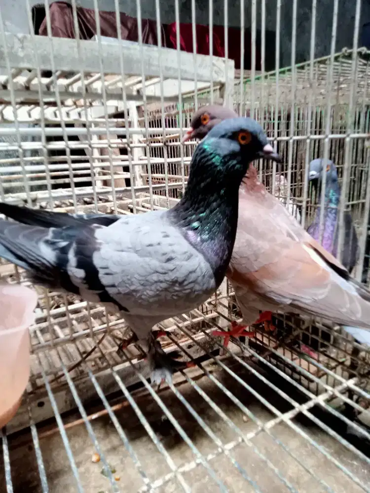 Burung dara pasangan